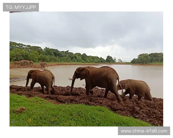 币游国际K8客户服务与技术支持：优质服务体系提升用户体验的关键因素